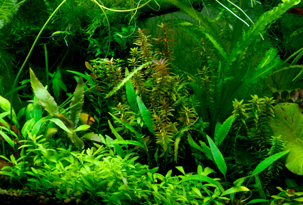 Prime Freshwater AquaIllumination